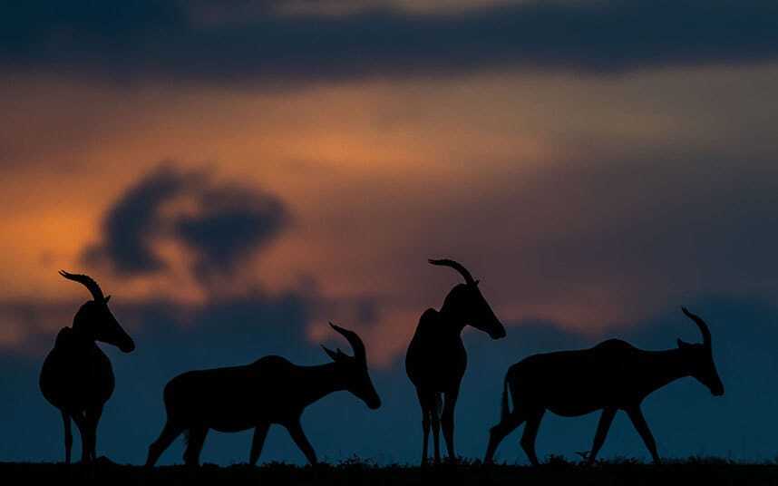Дикая природа: яркие фото заповедника Масаи-Мара в Кении