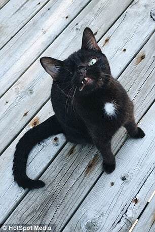 Интернет покорил смелый одноглазый кот-пират: опубликованы фото