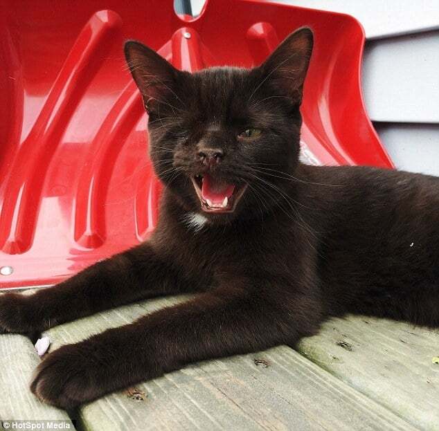 Интернет покорил смелый одноглазый кот-пират: опубликованы фото