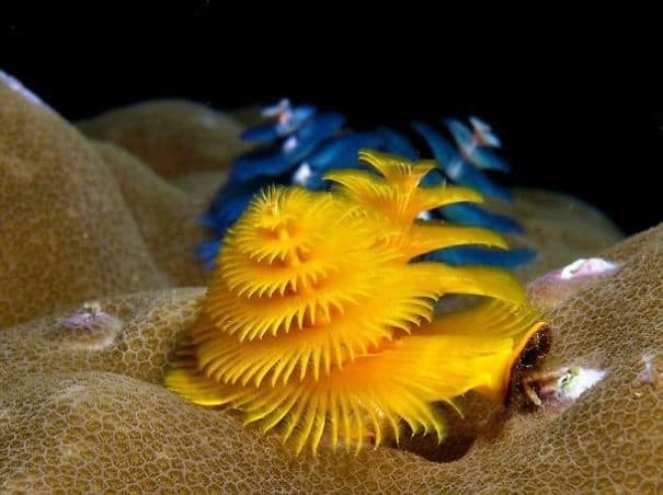 Потрясающие фото морского червяка, похожего на новогоднюю елку