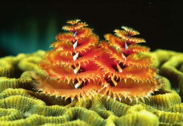 Потрясающие фото морского червяка, похожего на новогоднюю елку