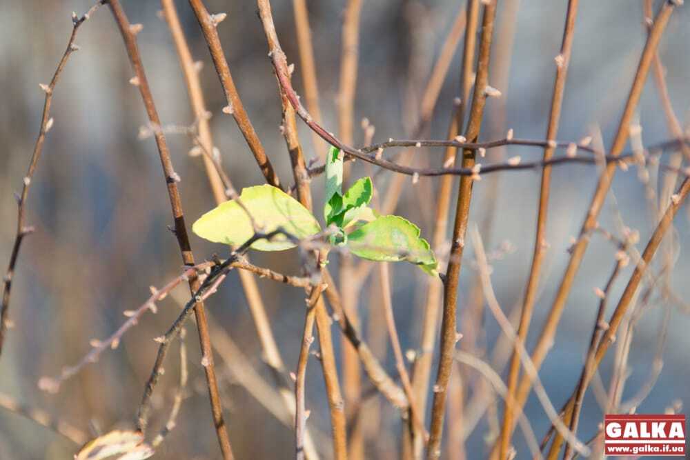 Під Новий рік в Івано-Франківську на деревах з'явилося зелене листя: опубліковані фото