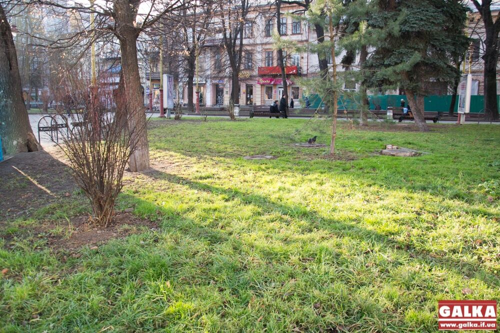 Под Новый год в Ивано-Франковске на деревьях появилась зеленая листва: опубликованы фото