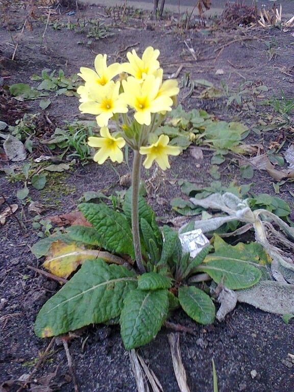 У Києві в грудні зацвіли весняні квіти: фотофакт