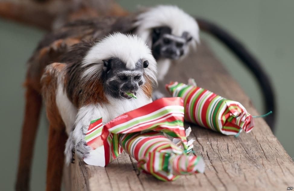 Як у зоопарках привітали тварин із Різдвом: фото щасливих звірів