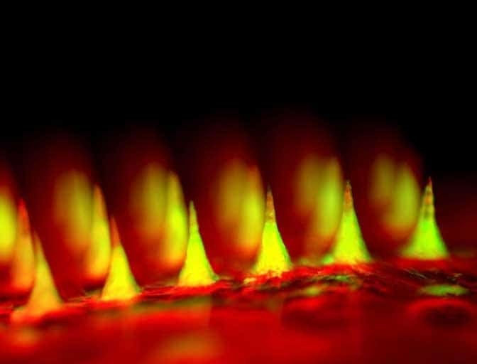 Science опубликовал лучшие научные фото 2015 года