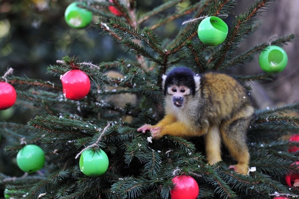 Як у зоопарках привітали тварин із Різдвом: фото щасливих звірів