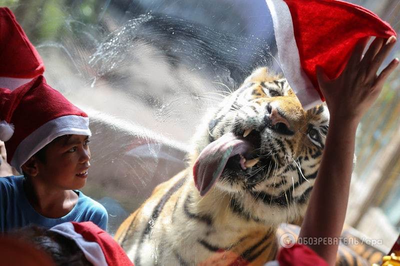 Как в зоопарках поздравили животных с Рождеством: фото счастливых зверей