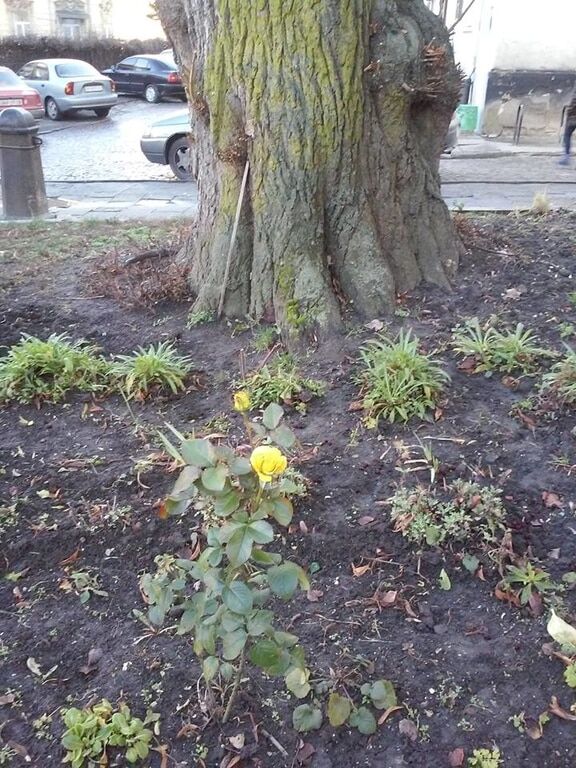 У Львові на Різдво розпустилися жовті троянди: фотофакт
