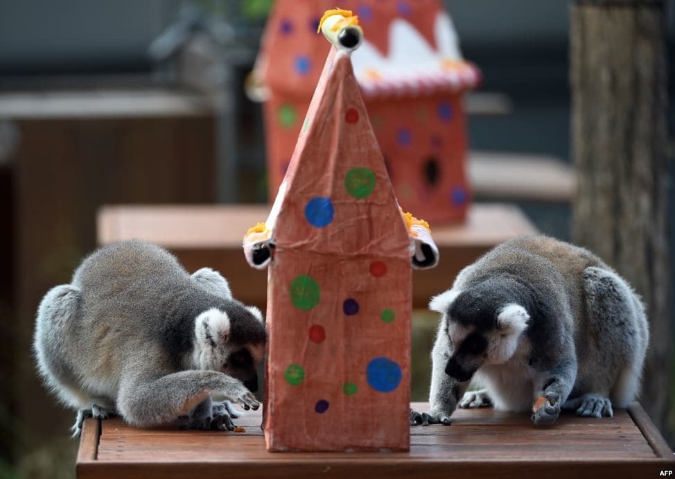 Как в зоопарках поздравили животных с Рождеством: фото счастливых зверей