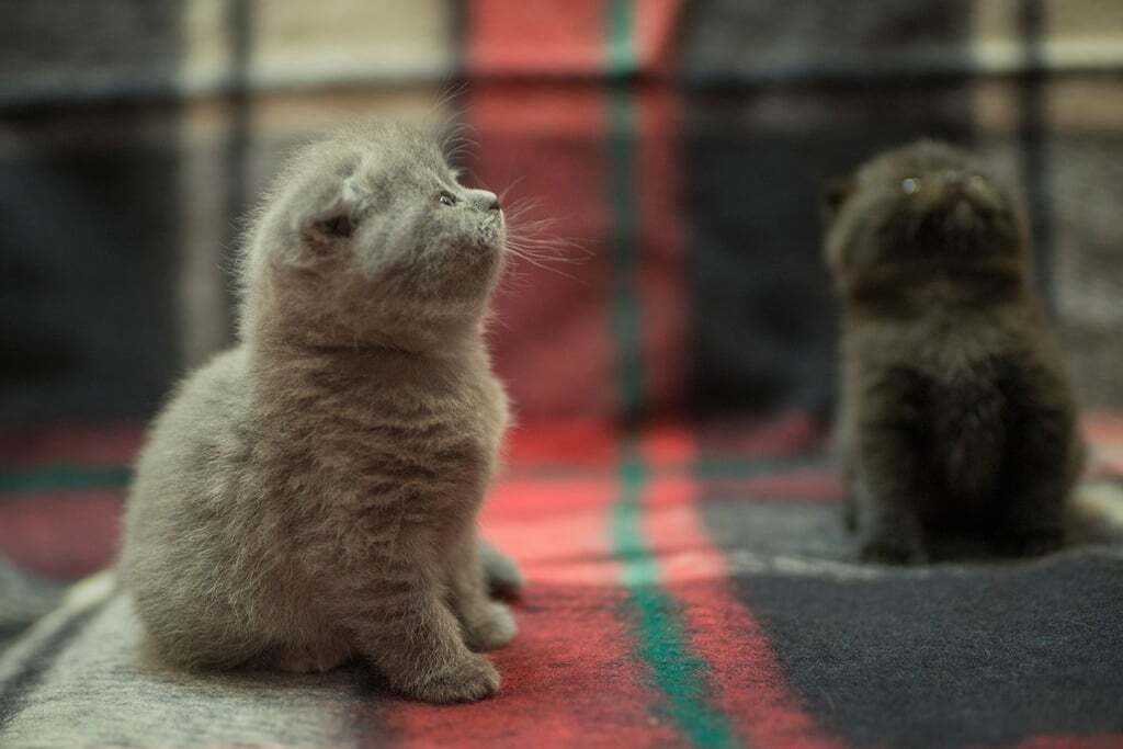 Пушистые малыши: милые фото котят, которым исполнился месяц 