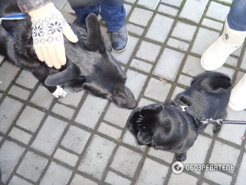 Зоозахисники пікетували прокуратуру Шевченківського району Києва. Фоторепортаж