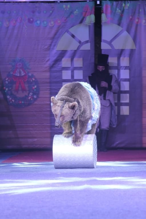 "Один дома": в Киеве показали цирковую версию культового фильма