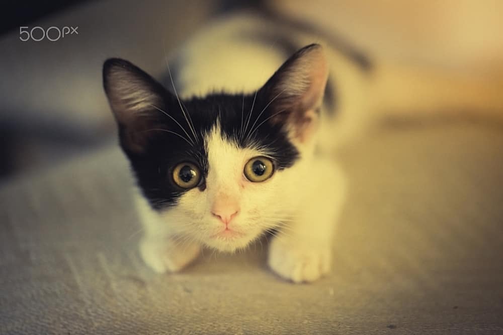 Пушистый антидепрессант: фото умилительных котов, которые поднимут настроение