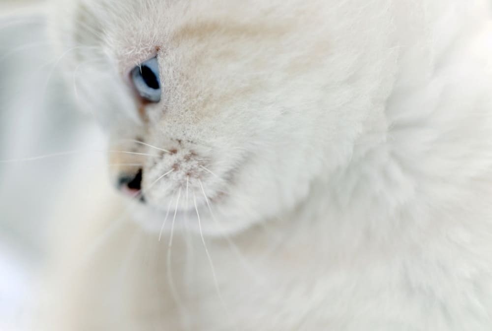 Пушистый антидепрессант: фото умилительных котов, которые поднимут настроение