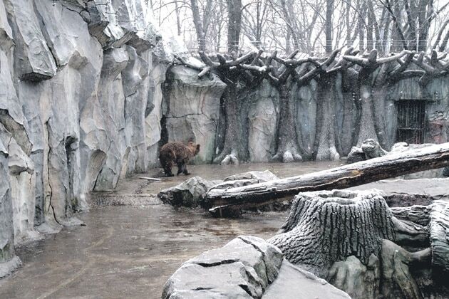 В зоопарке Киева не могут заснуть медведи