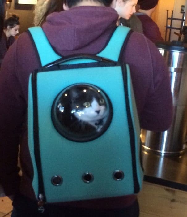 Которюкзак: уникальная сумка, позволяющая животному почувствовать себя в космосе