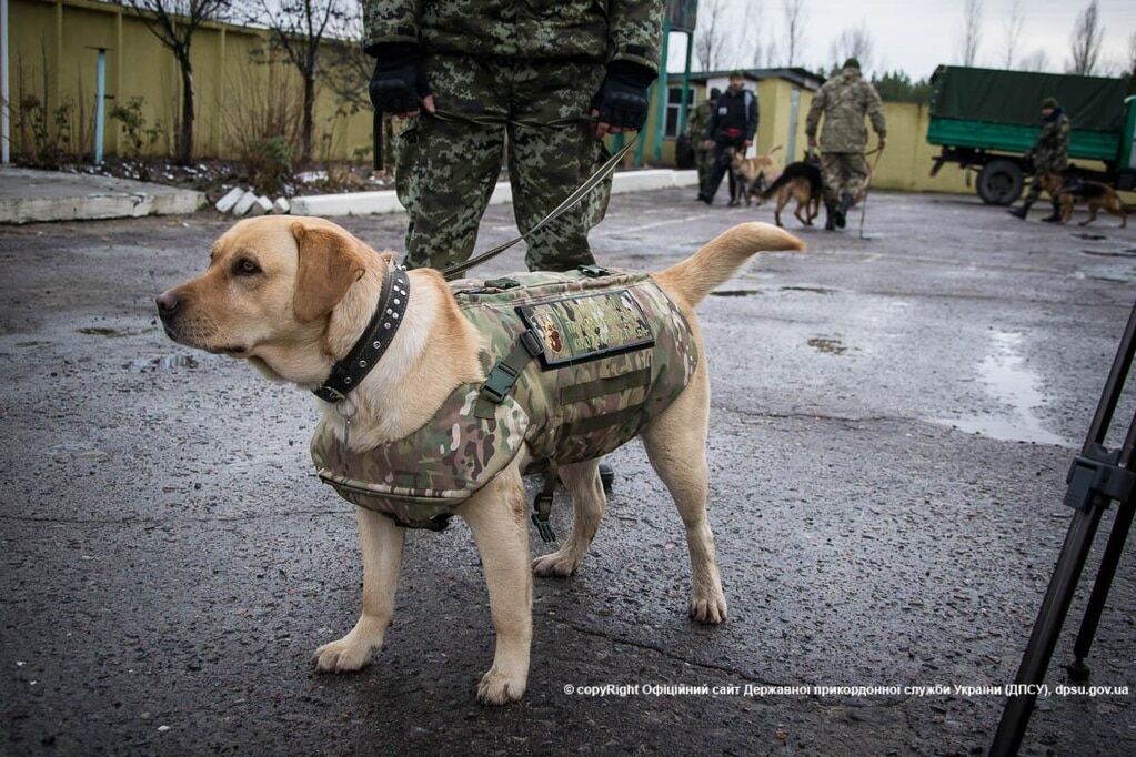 Собак пограничников одели в бронежилеты: умилительные фото