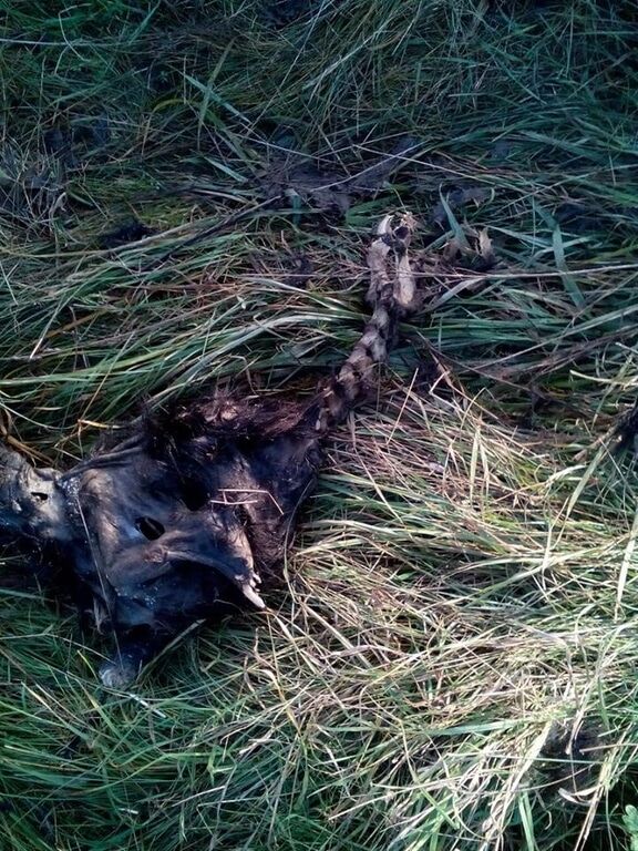 На Івано-Франківщині знайшли скелет чупакабри: шокуючі фото