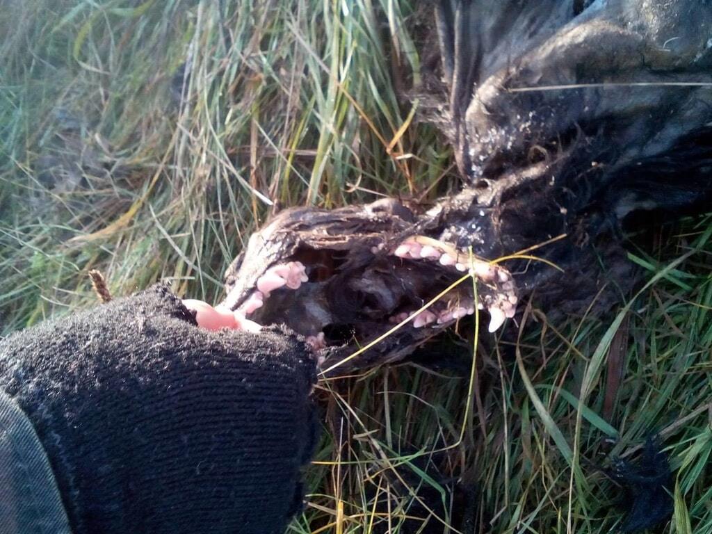 На Івано-Франківщині знайшли скелет чупакабри: шокуючі фото