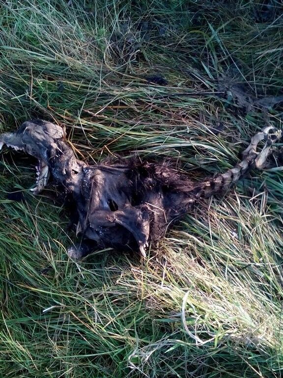 На Ивано-Франковщине нашли скелет чупакабры: шокирующие фото