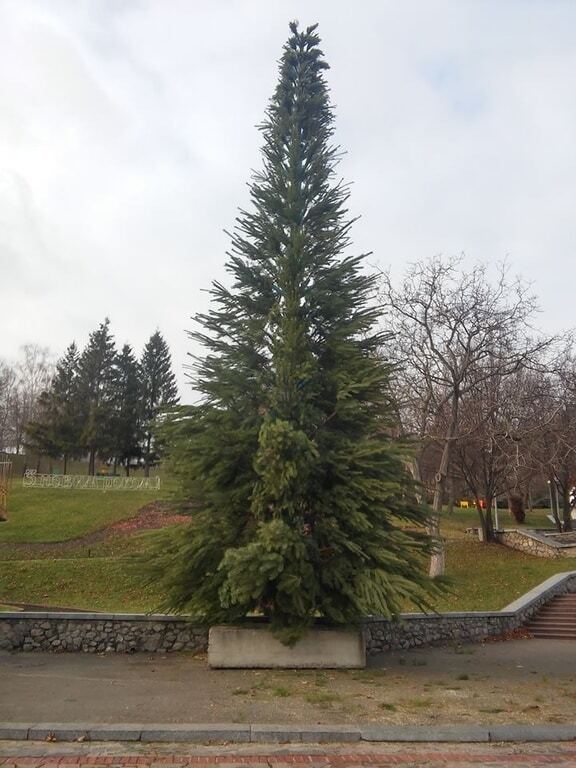 В Киеве установили елку на Певческом поле: фотофакт