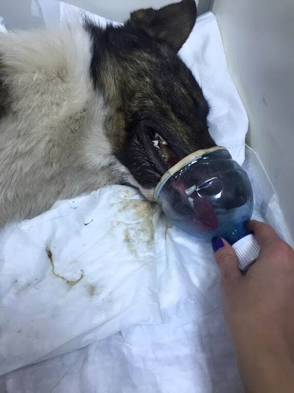 В Киеве поймали догхантера, который травил собак