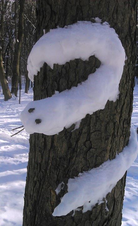 У київському парку з'явилася "сніжна змія": фотофакт
