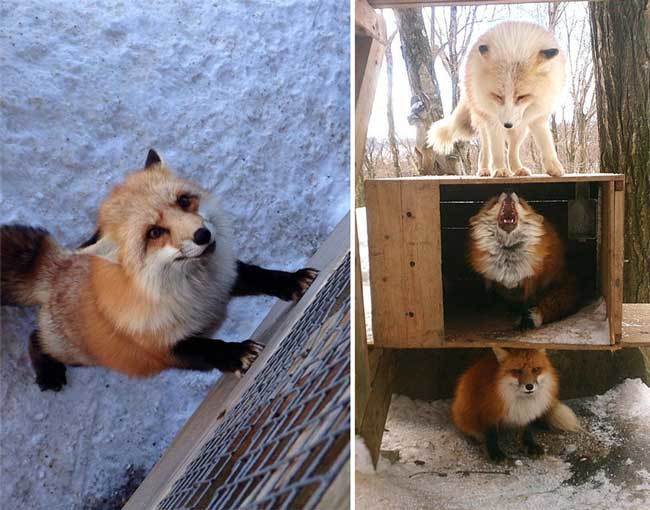В Японии находится уникальная "деревня лис": опубликованы фото и видео