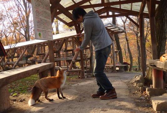 В Японии находится уникальная "деревня лис": опубликованы фото и видео