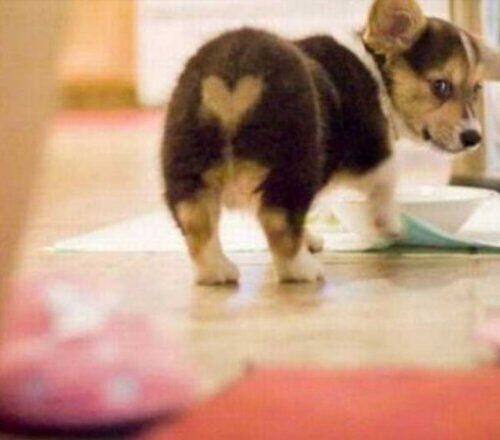 10 милых собак с сердечками на шерсти, напоминают, что скоро 14 февраля