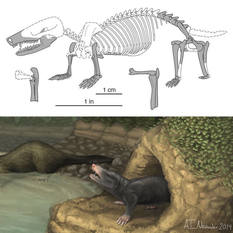 Палеонтологи раскопали доисторических белку и крота: "короткопальца" и "ловкого ползуна"