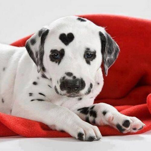 10 милых собак с сердечками на шерсти, напоминают, что скоро 14 февраля