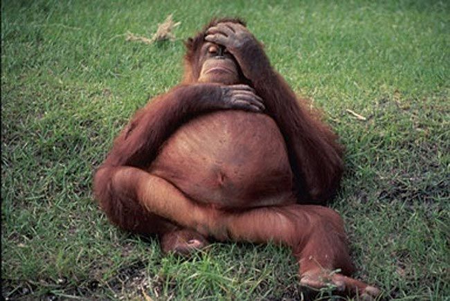 Забавные животные, чья беременность превратила их в неваляшек