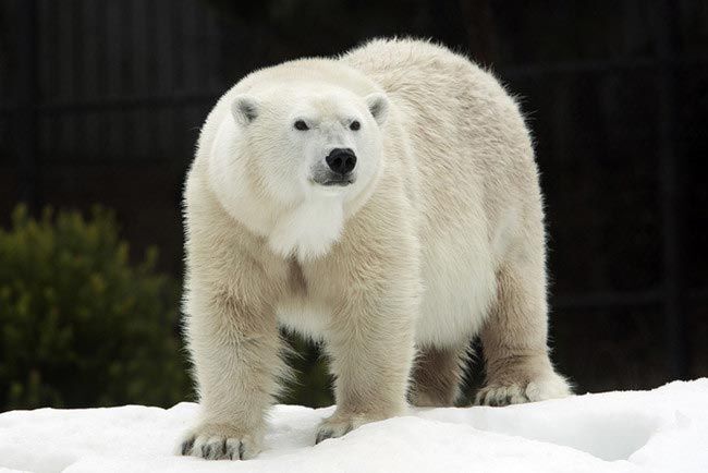 Забавные животные, чья беременность превратила их в неваляшек