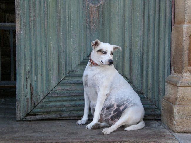 Забавные животные, чья беременность превратила их в неваляшек
