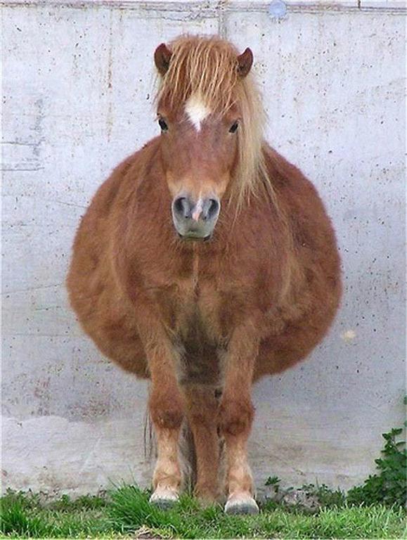 Забавные животные, чья беременность превратила их в неваляшек