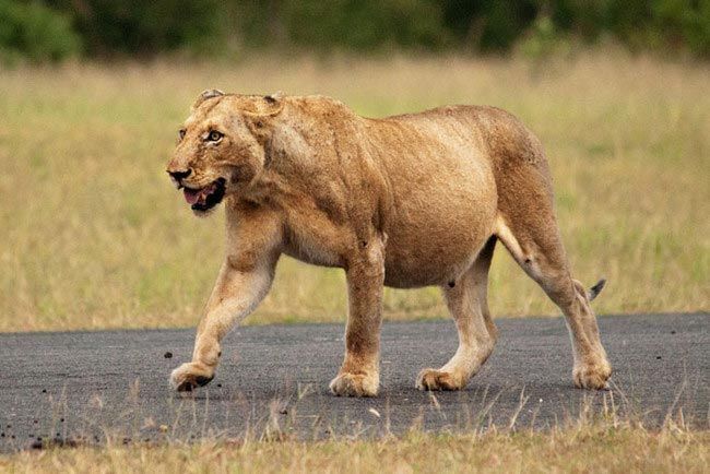 Забавные животные, чья беременность превратила их в неваляшек