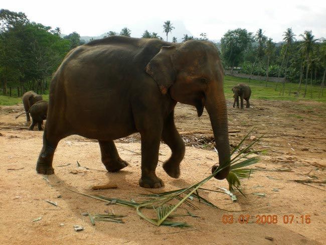 Забавные животные, чья беременность превратила их в неваляшек