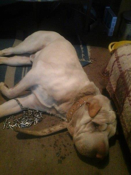 Киевляне через соцсети разыскивают хозяев шарпея: сбитая автомобилем собака очень скучает