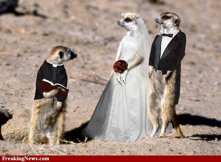 Опубликованы достаточно странные свадебные фото