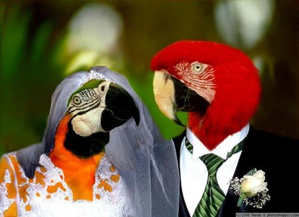 Опубликованы достаточно странные свадебные фото
