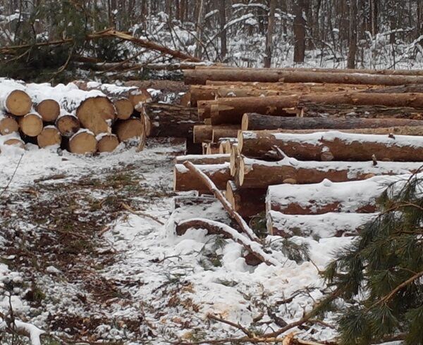 Киевляне обеспокоены массовой вырубкой леса в Быковне: фотофакт