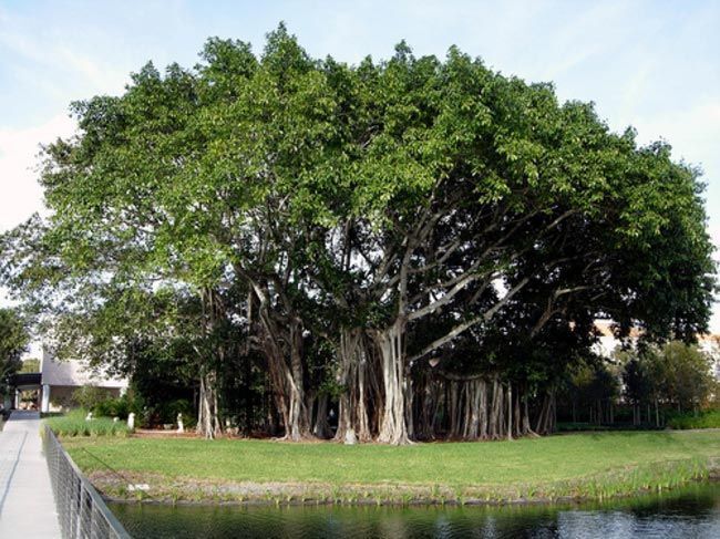 Редкие и удивительные деревья со всего мира