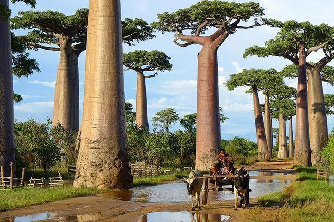 Редкие и удивительные деревья со всего мира