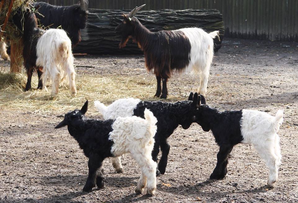 В киевском зоопарке родились двухцветные козлята: опубликованы фото