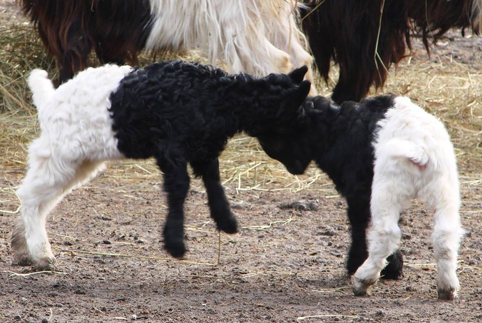 В киевском зоопарке родились двухцветные козлята: опубликованы фото