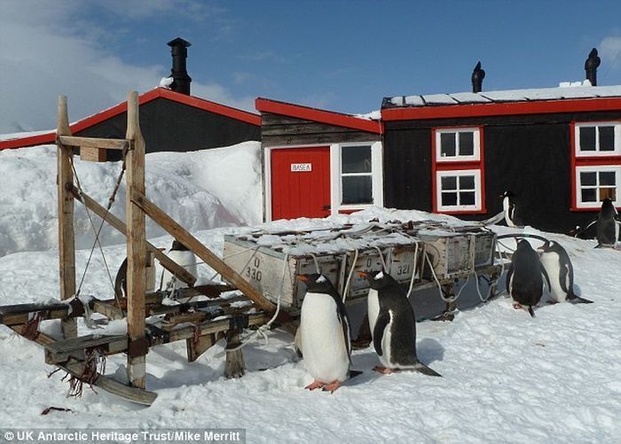 "Готов терпеть "аромат" тысяч пингвинов?" Вакансия в Антарктиде вызвала ажиотаж