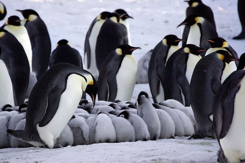Это интересно. Как при холодах греются пингвины
