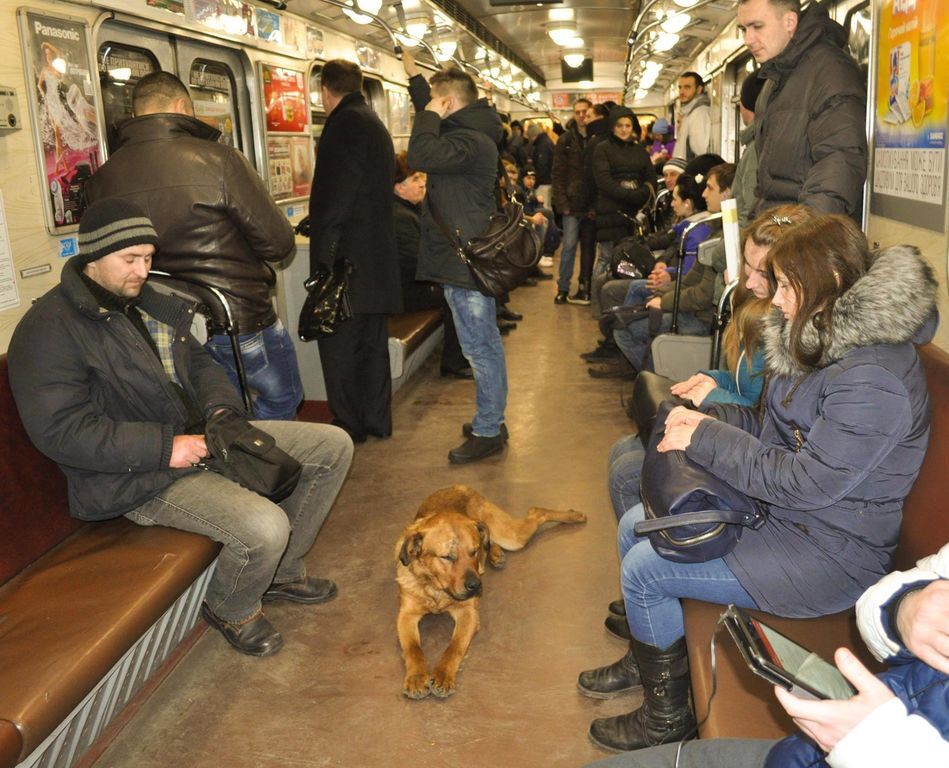 В киевском метро катался пес-пассажир: фотофакт